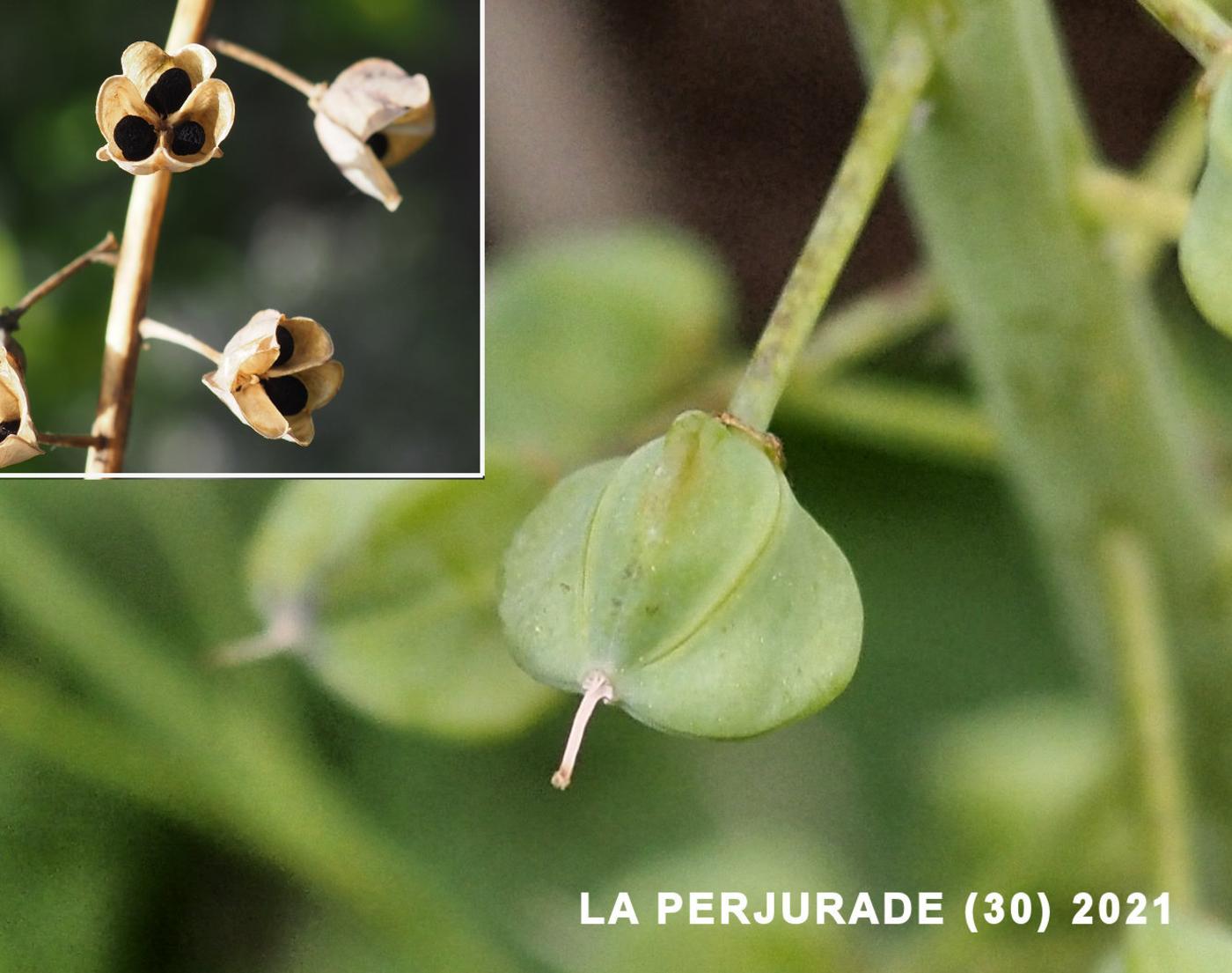 Tassel Hyacinth fruit